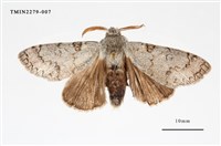 藏品(波麗毒蛾)的圖片